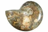 Polished Ammonite (Phylloceras?) Fossil - Madagascar #262116-1